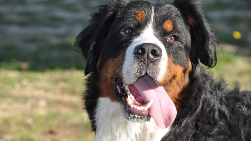 Economia Doméstica: Pequenas Mudanças que Geram Grandes Resultados