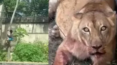 Tragédia no zoológico: Jovem é morto por Leona na Paraíba - Saiba os detalhes macabres!