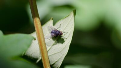 Economia Doméstica: Dicas Simples para Economizar e Transformar Seu Orçamento