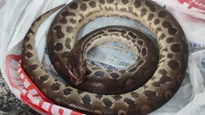 Pânico em Mococa: Homem é devorado por sucuri em brutal ataque