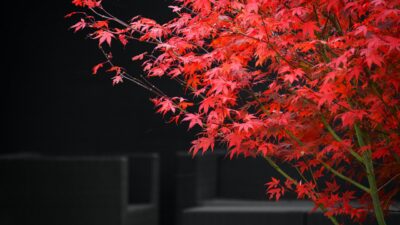 Guia Completo para Viagens Econômicas com Conforto