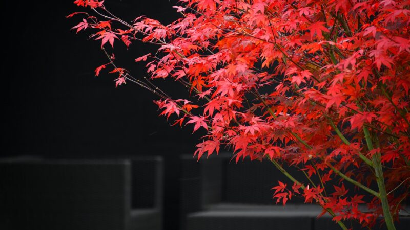 Guia Completo para Viagens Econômicas com Conforto