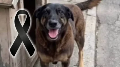 A MORTE DE ORELHA: O CÃO QUE VIROU FENÔMENO NAS REDES SOCIAIS E COMOVEU O BRASIL INTEIRO