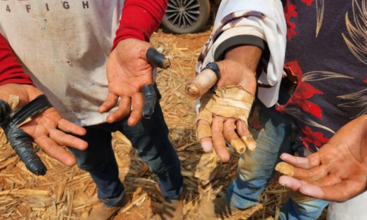 Vergonha Nacional: Brasil Quebra Recorde de Trabalho Escravo