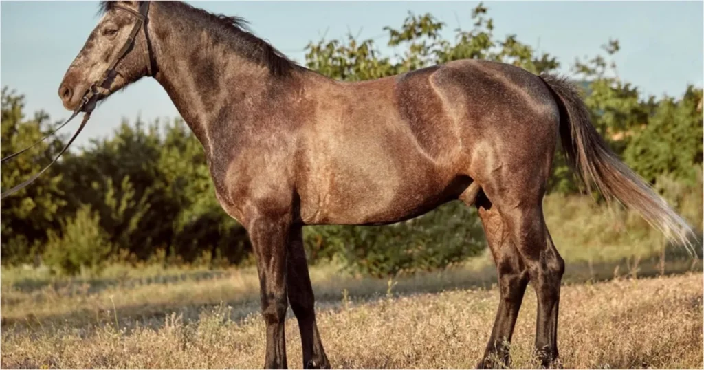 COICE FATAL: Homem de 65 anos morre após ser atingido por cavalo.