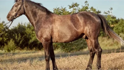 COICE FATAL: Homem de 65 anos morre após ser atingido por cavalo.