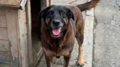 INOCENTE! Jovem é absolvido de assassinato do cão Orelha após virar réu