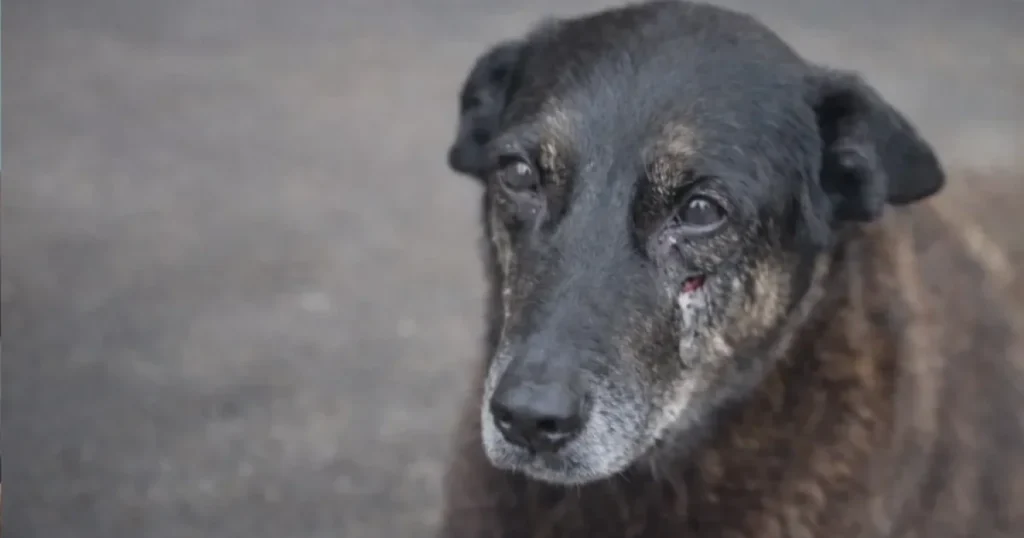 JUSTIÇA DIVINA: Um dos envolvidos na morte do cachorro Orelha é encontrado morto em Santa Catarina