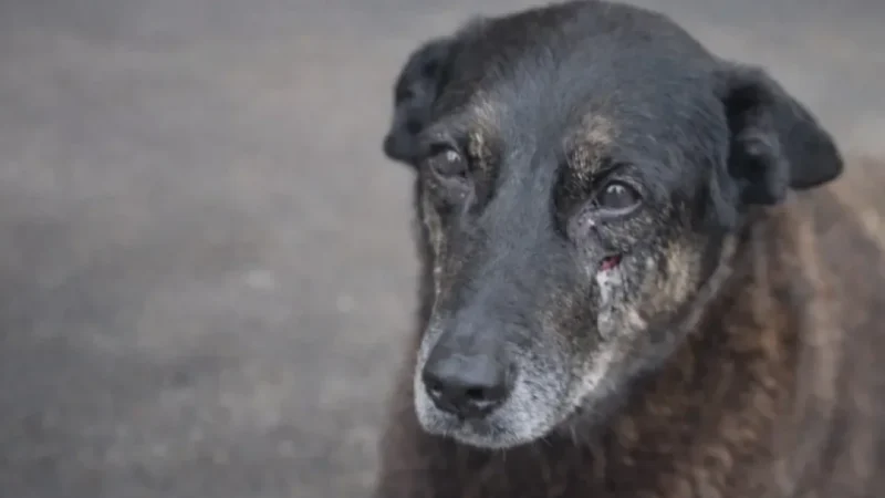 JUSTIÇA DIVINA: Um dos envolvidos na morte do cachorro Orelha é encontrado morto em Santa Catarina